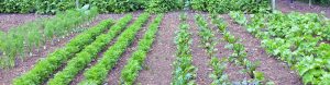Growing food on Allotments is one way we can all help to reduce our carbon footprint