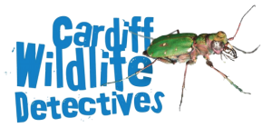 Cardiff Wildlife Detectives