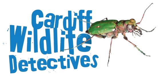 Cardiff Wildlife Detectives