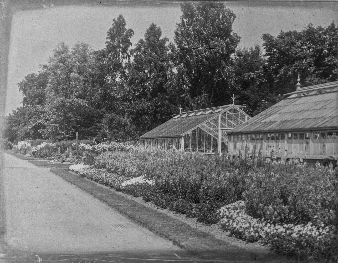 Historic photo of the cactus house in Roath