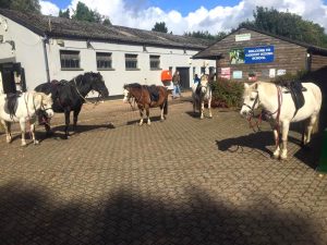 Horses at Cardiff Riding School