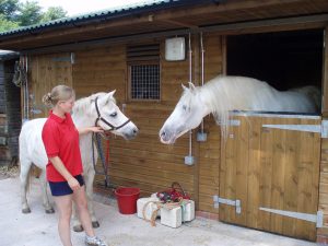 Cardiff Riding School horses - available for Horse Riding training