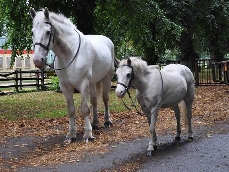 Horse Riding in Cardiff Outdoor Cardiff