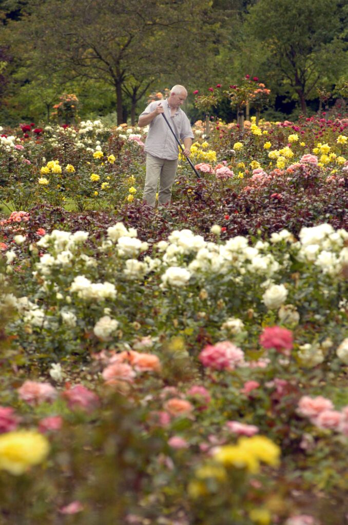 A gardener hoes the rose beds surrounded by roses in full bloom