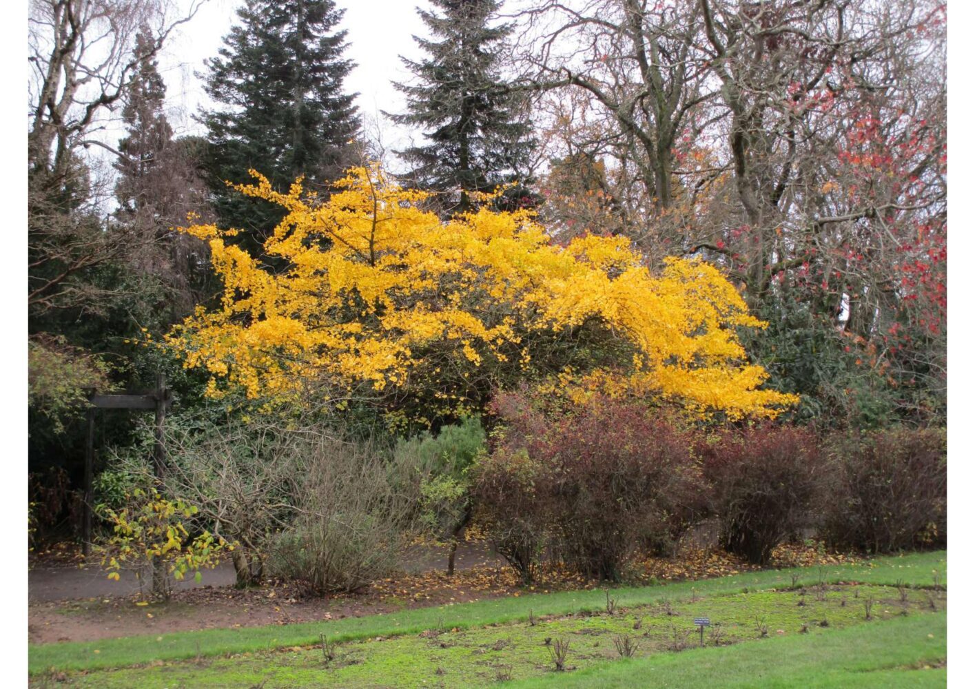 Gingko Gingko biloba