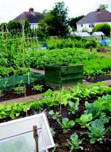 Grow your own at a Cardiff Allotment
