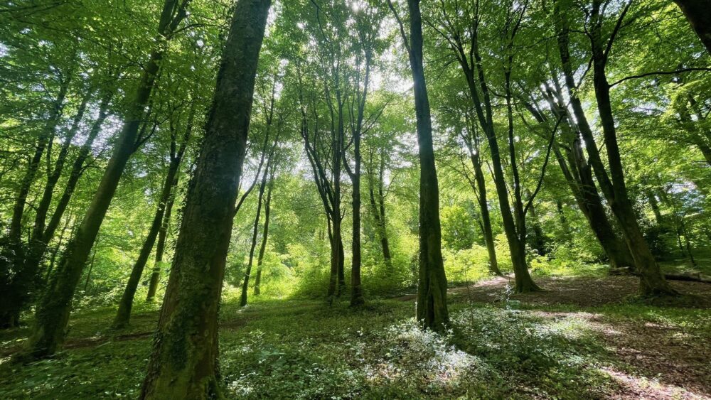 Tall trees in a woodland with the sun trying to come through