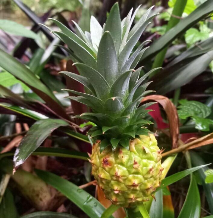 Photo of a pineapple growing in the conservatory in Roath park