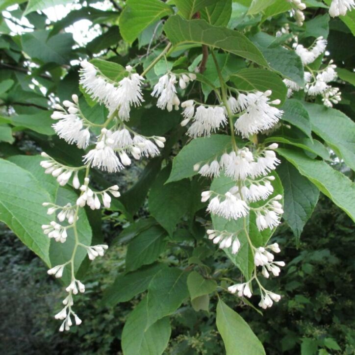 Pterostyrax Pterostyrax hispidus