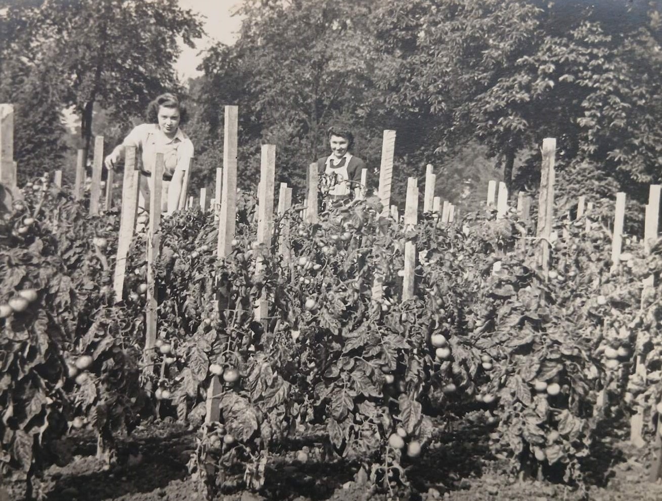 historic photo showing two women amongst tomato plants growing in the park