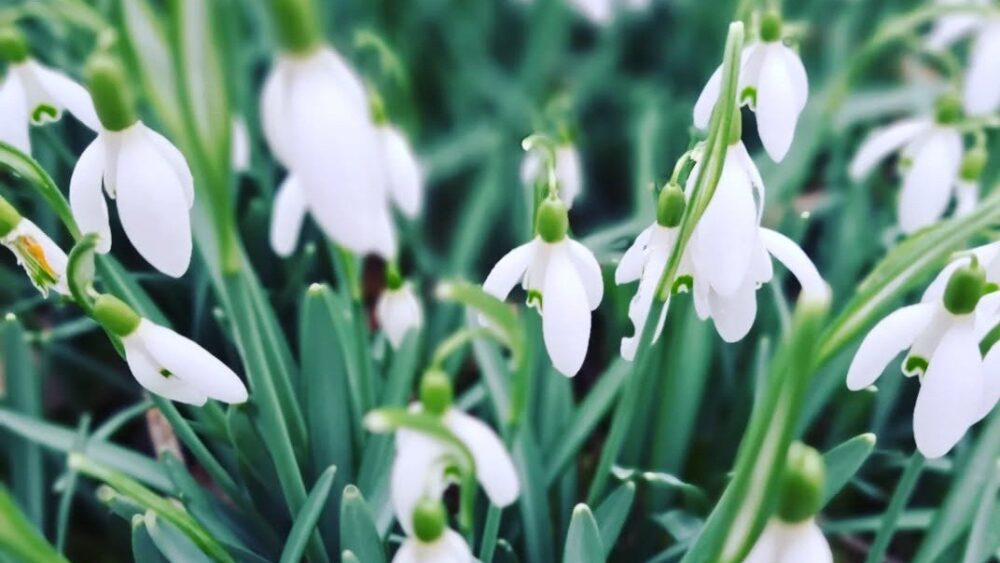 Snowdrop flowers