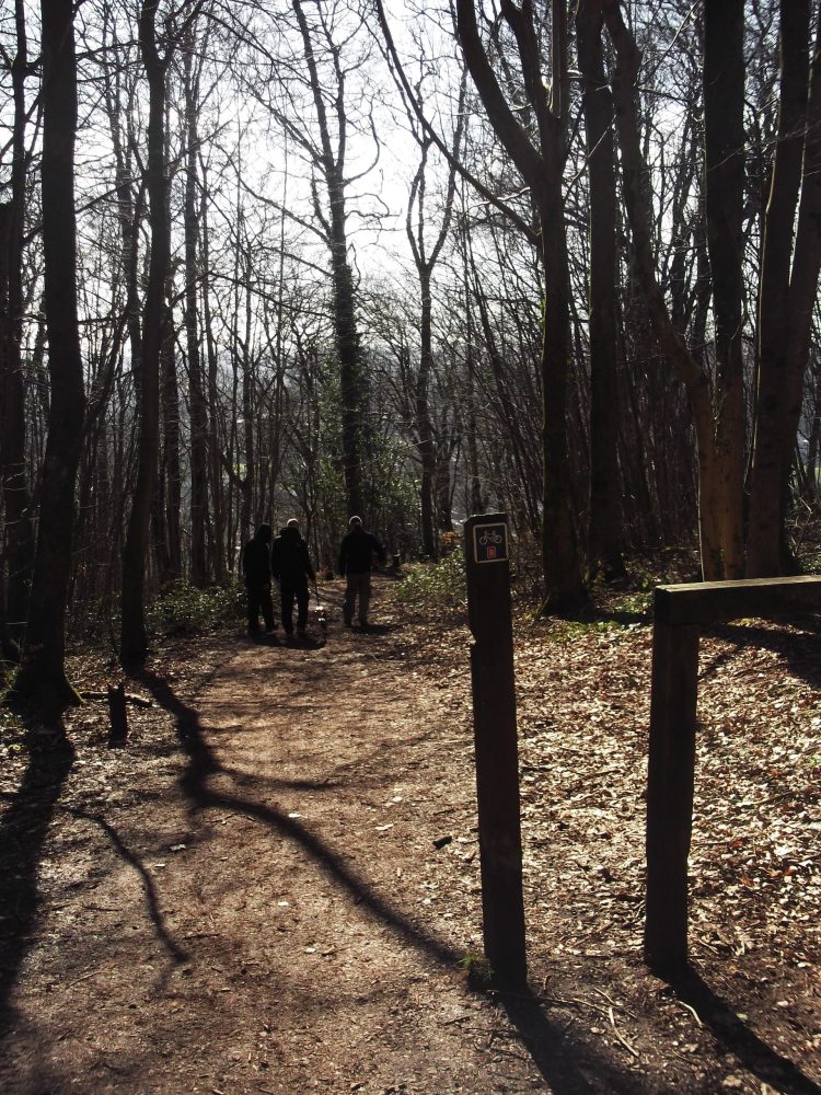 Forest along the Taff Trail