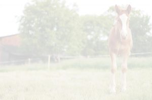 Photo of a horse in a field