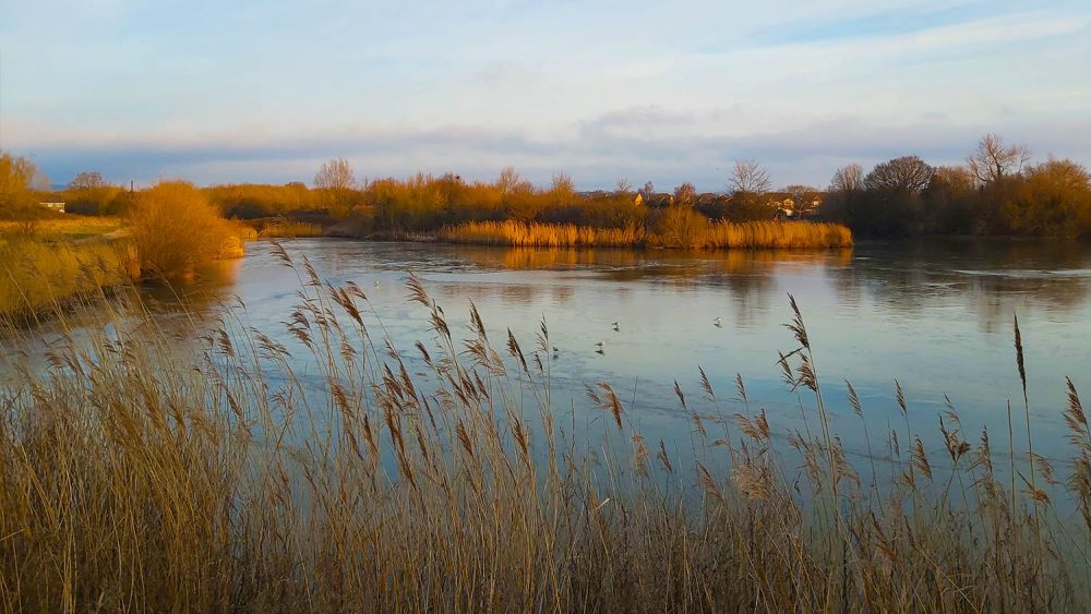 Hendre lake reeds
