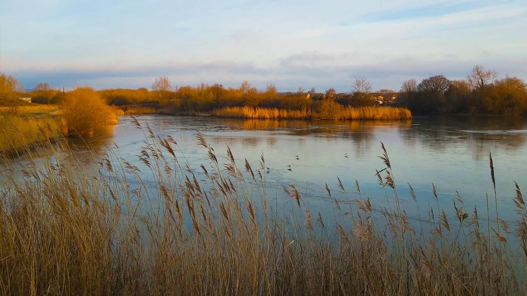 Hendre lake reeds