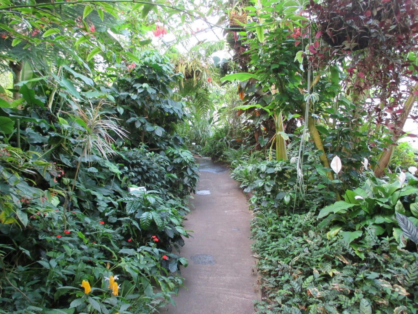 lush exotic plants growing inside the conservatory on either side of a footpath