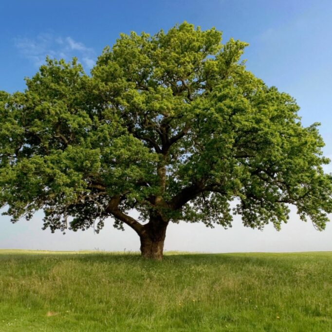 A large tree stands alone in a field