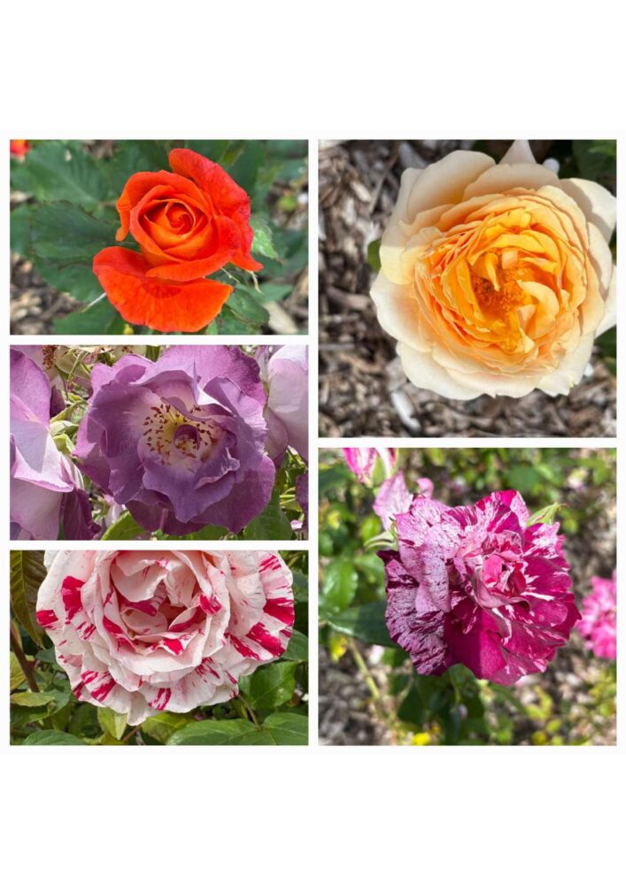 5 varieties of rose in different colours close up