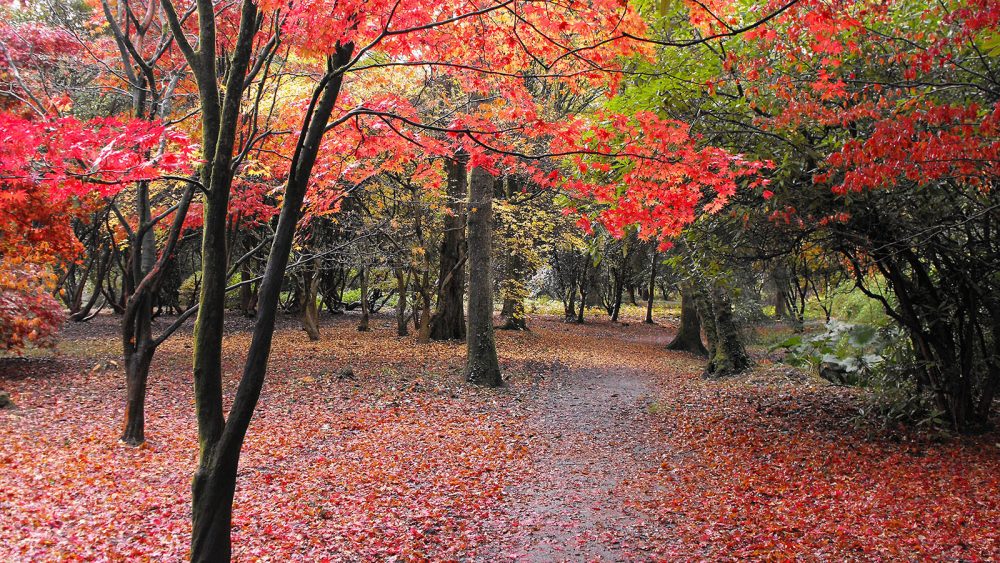 Cefn Onn Park in Autumn, Cardiff, South Wales