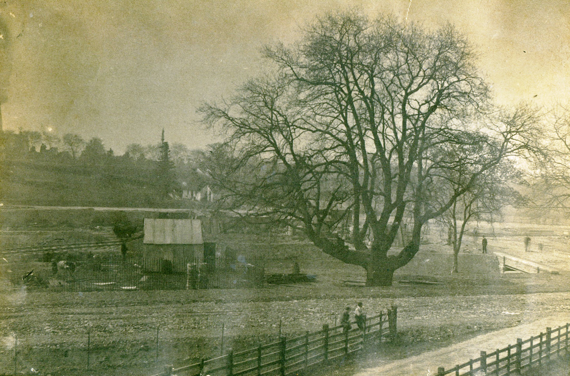 Historic photo of a huge old oak tree standing in a field before it became Roath Park